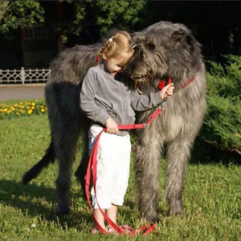 Ирландский волкодав