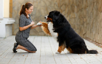 Бернский зенненхунд