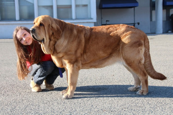Испанский мастиф
